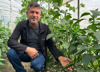 Türkiye'nin en acı biberinde hasat zamanı
