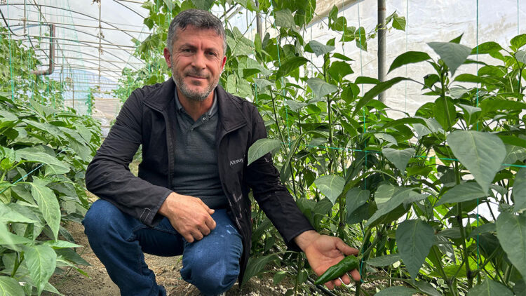 Türkiye'nin en acı biberinde hasat zamanı