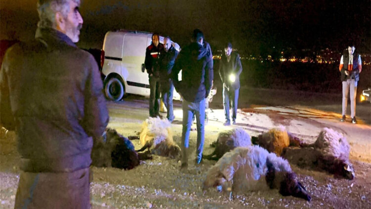 Hafif ticari araç koyun sürüsüne çarptı; 12 koyun öldü