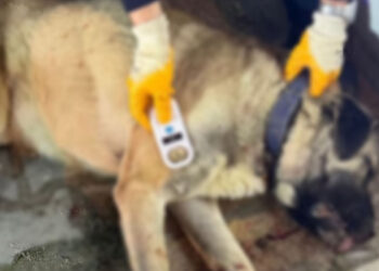 Bursa'da 3 kişiyi ısıran köpek tabancayla vuruldu