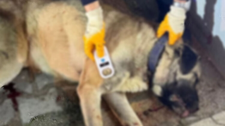 Bursa'da 3 kişiyi ısıran köpek tabancayla vuruldu