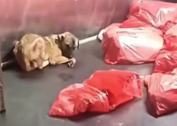 ABB'den 'çöp poşetinde ölü köpek' soruşturması açıklaması