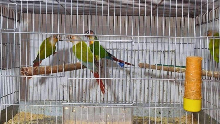 Antalya'da 24 papağan ele geçirildi
