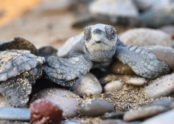 Yarım milyona yakın caretta caretta yavrusu denizle buluşturuldu