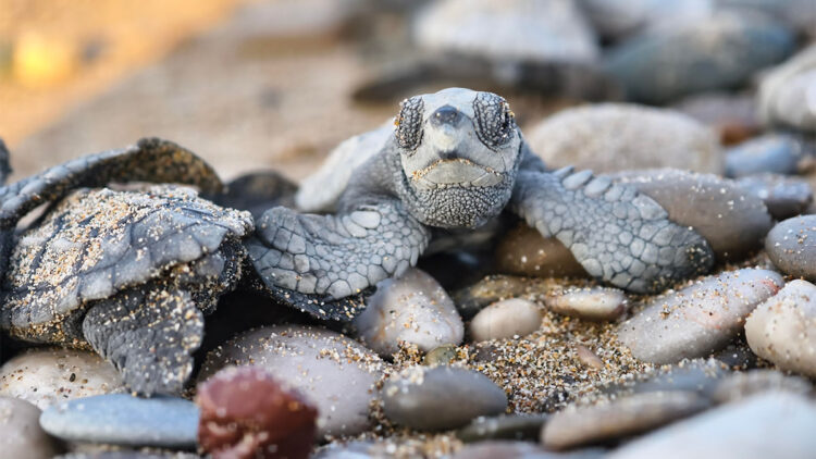 Yarım milyona yakın caretta caretta yavrusu denizle buluşturuldu