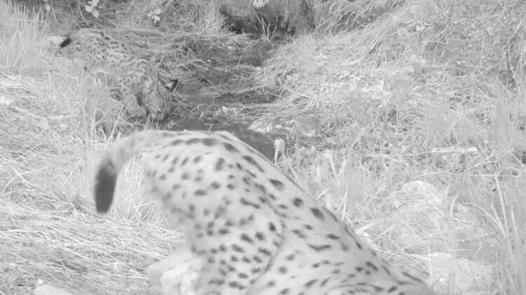 Antalya'da yavru vaşaklar fotokapana yansıdı