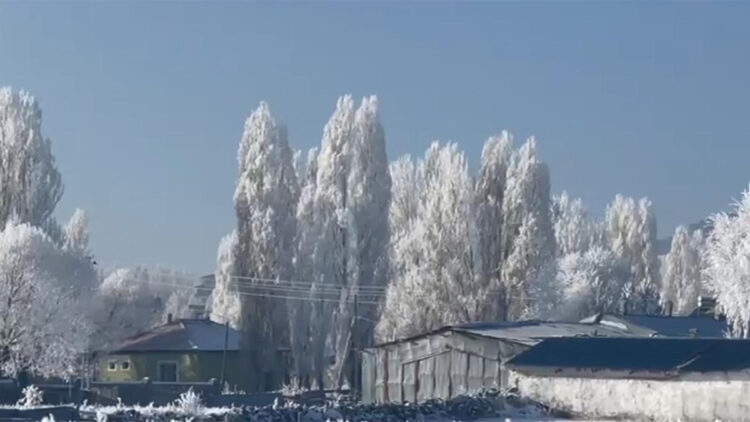Ardahan'ın Göle ilçesi eksi 20'yi gördü; ağaçlar kırağı tuttu