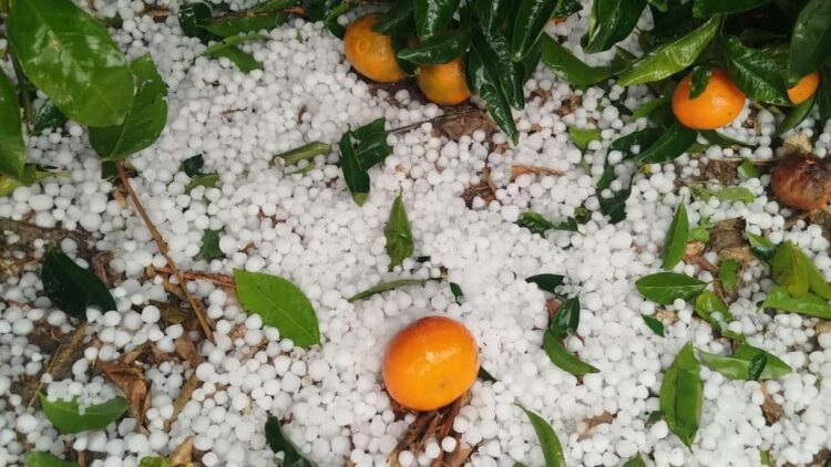 Adana'da dolu yağışı; narenciye bahçeleri zarar gördü