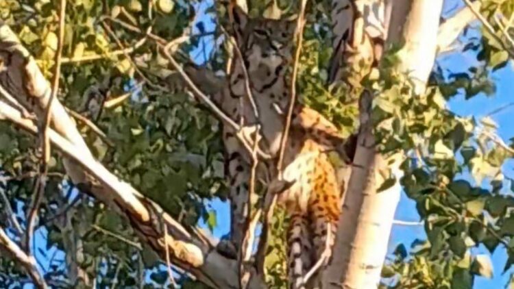 Anadolu parsı Tunceli kırsalında ağaçta görüntülendi