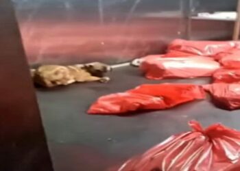 Ankara Büyükşehir Belediyesi'nden barınak açıklaması