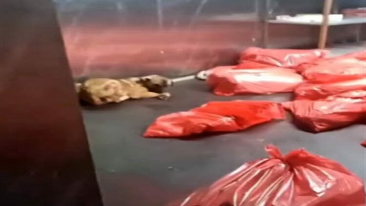 Ankara Büyükşehir Belediyesi'nden barınak açıklaması