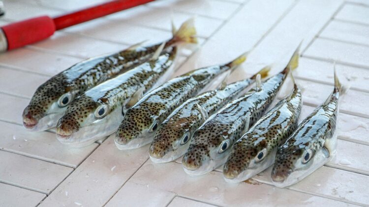 Antalya'da balon balığı avcıları, 1 milyon 227 bin 144 lira kazandı