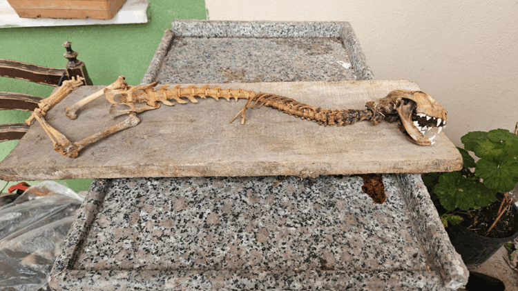 Artvin’de 55 santimetre boyunda hayvan iskeleti bulundu