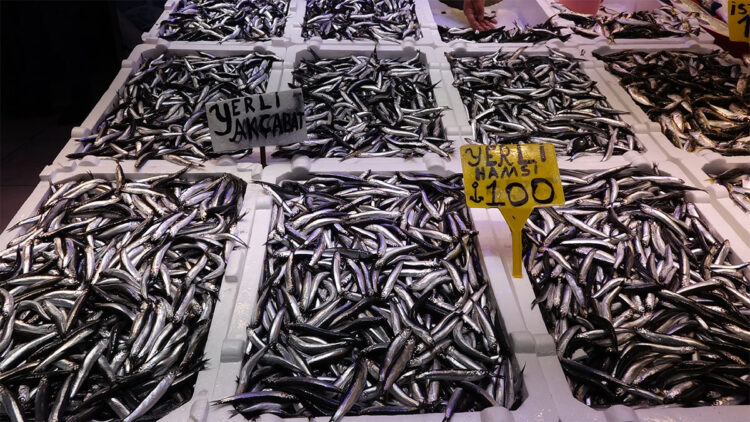 İstavrit yerini hamsiye bırakırken kilosu 100 liradan satışa sunuluyor