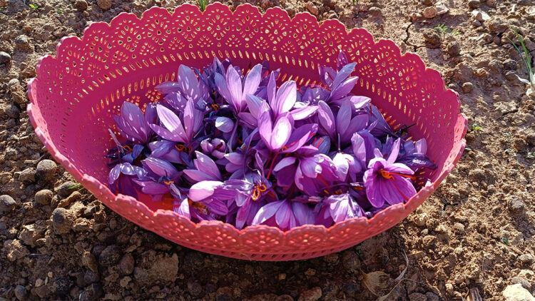 Batman’da fıstığa alternatif olarak ektiği safrandan yüksek verim aldı