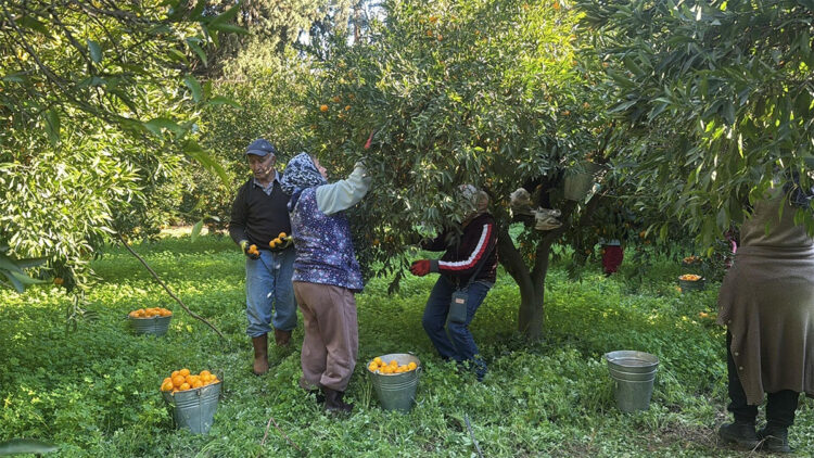 Bodrum mandalinası bahçede 15-20, manavlarda 100 liradan satılıyor