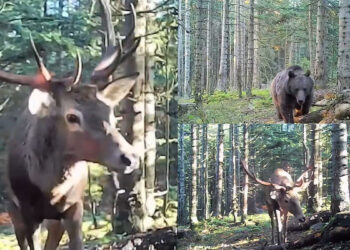 Bolu ormanlarındaki yaban hayatı fotokapanlarda