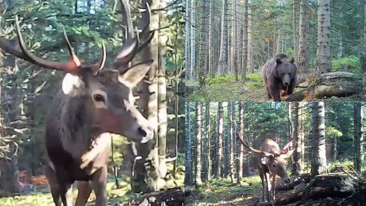 Bolu ormanlarındaki yaban hayatı fotokapanlarda