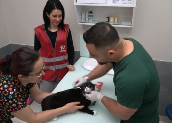 Bursa'da 'sokak canları'na ücretsiz kısırlaştırma ve check up imkanı
