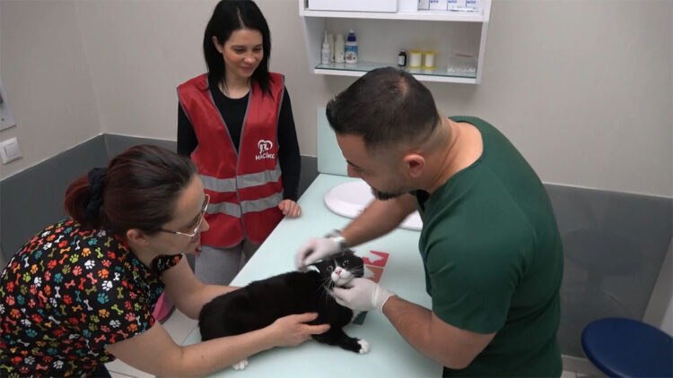 Bursa'da 'sokak canları'na ücretsiz kısırlaştırma ve check up imkanı