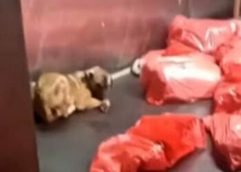 Barınakta skandal! Çok sayıda köpek çöp poşetinde ölü bulundu