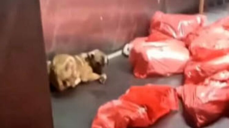 Barınakta skandal! Çok sayıda köpek çöp poşetinde ölü bulundu