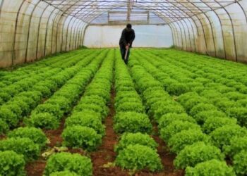 Bitkisel üretim miktarları 2025'te azaldı