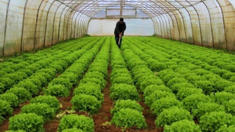 Bitkisel üretim miktarları 2025'te azaldı
