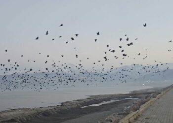Bitlis'te gökyüzünde karga yoğunluğu kamerada