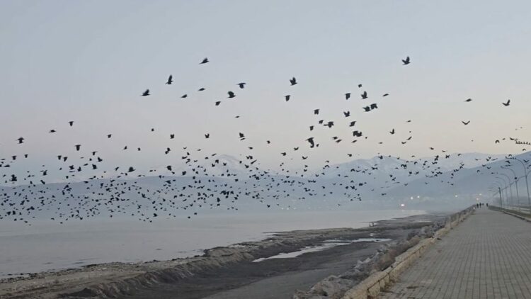 Bitlis'te gökyüzünde karga yoğunluğu kamerada