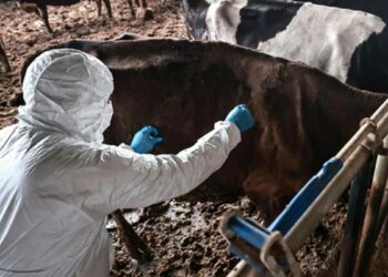 Bolu'da 1 aylık şap karantinası sona erdi