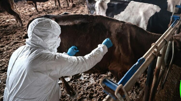 Bolu'da 1 aylık şap karantinası sona erdi