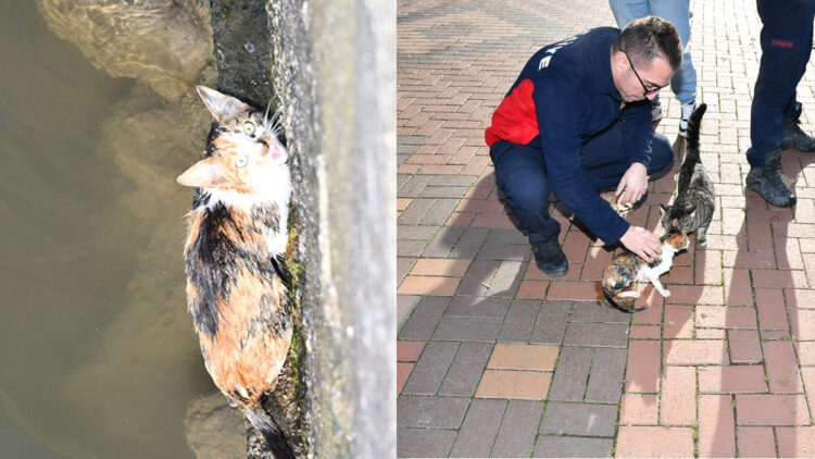 Alaplı Çayı'na düşen yavru kedi kurtarıldı