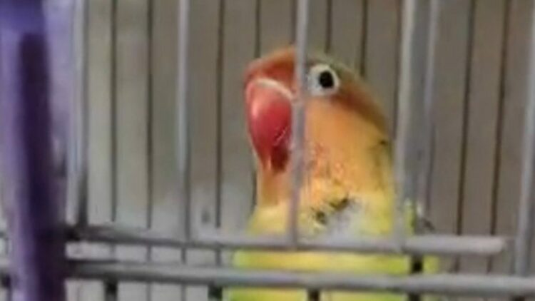 Çanakkale'de 9 papağan ele geçirildi