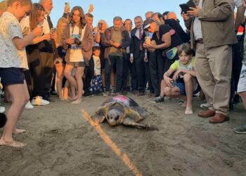 Caretta caretta 'Cumhuriyet'i 9 bin kişi izledi