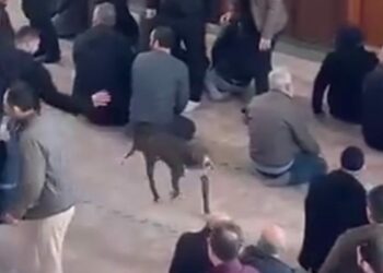 Cuma vaazı sırasında camiye giren pitbull kamerada