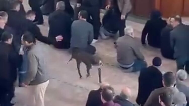 Cuma vaazı sırasında camiye giren pitbull kamerada