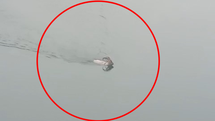 Dağ keçisi baraj gölünü yüzerek geçti; o anlar kamerada