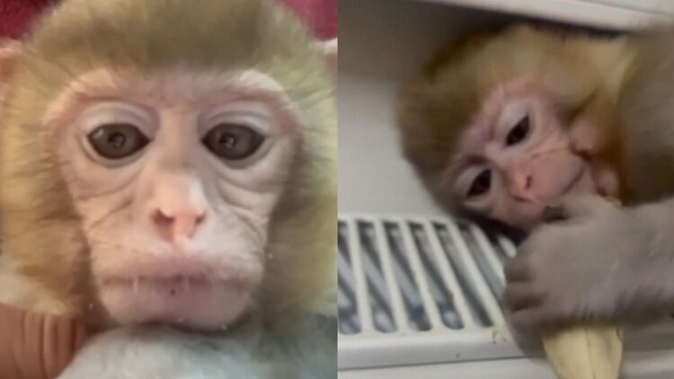 Denetimde ele geçirilen yavru makak maymunu koruma altına alındı