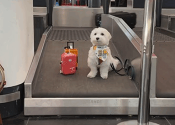 Dünya turundaki köpek ‘Tofu’ İstanbul Havalimanı’nda