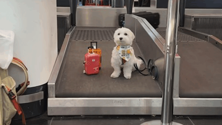 Dünya turundaki köpek ‘Tofu’ İstanbul Havalimanı’nda