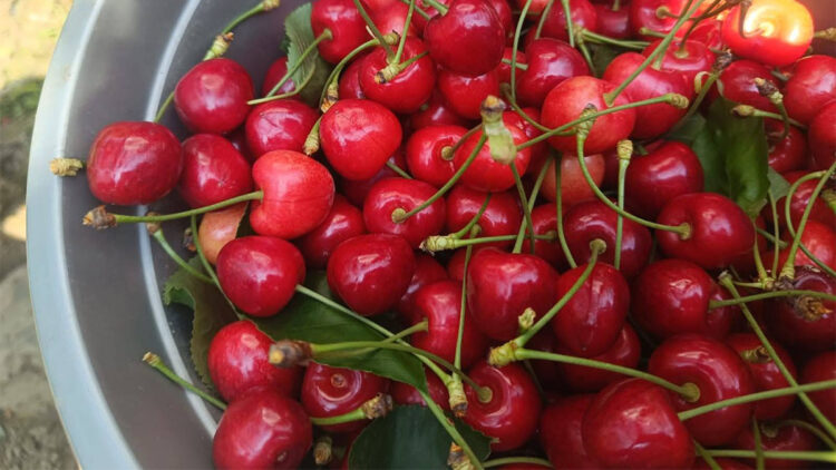 Çeribaşı kirazı coğrafi işaret aldı