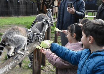 Engelli çocuklar, lemur barınağını ziyaret etti