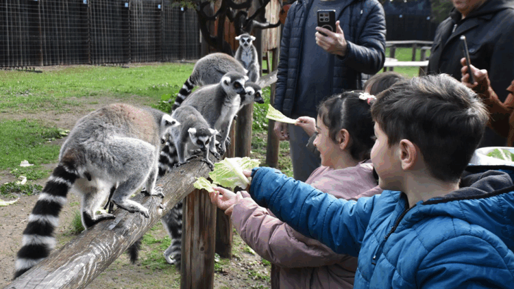 Engelli çocuklar, lemur barınağını ziyaret etti