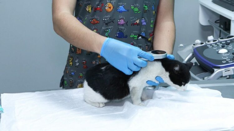 Evcil hayvanlara çip taktırmak için son gün 31 Aralık