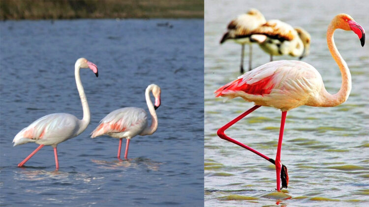 Göksu Deltası göçmen kuşların uğrak noktası oldu