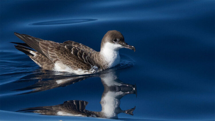 Büyük yelkovan kuşu Türkiye'de ilk kez görüntülendi