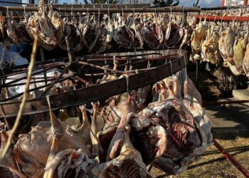 Gurbetteki Karslılar için 900 kazı keserek kurutmaya bıraktı