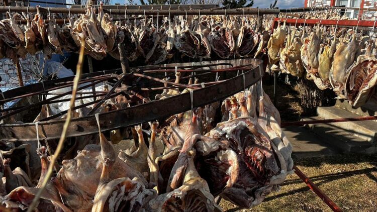 Gurbetteki Karslılar için 900 kazı keserek kurutmaya bıraktı