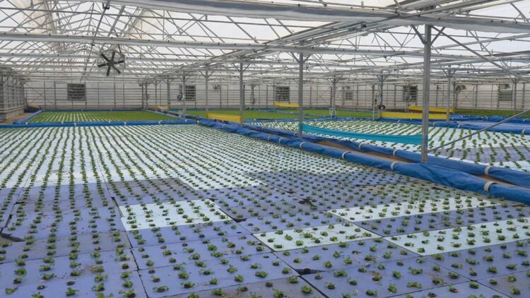 Haymana'da seralarda termal su destekli çiçek yetiştirilecek